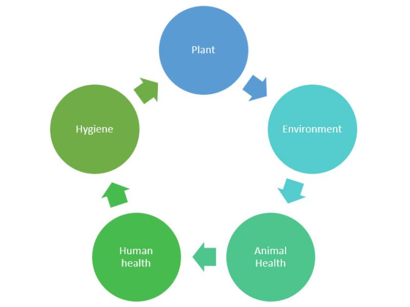 Nutraceutical  Industry